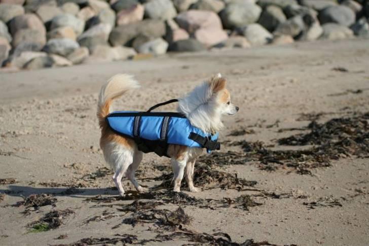 Chihuahua Tekken billede 3