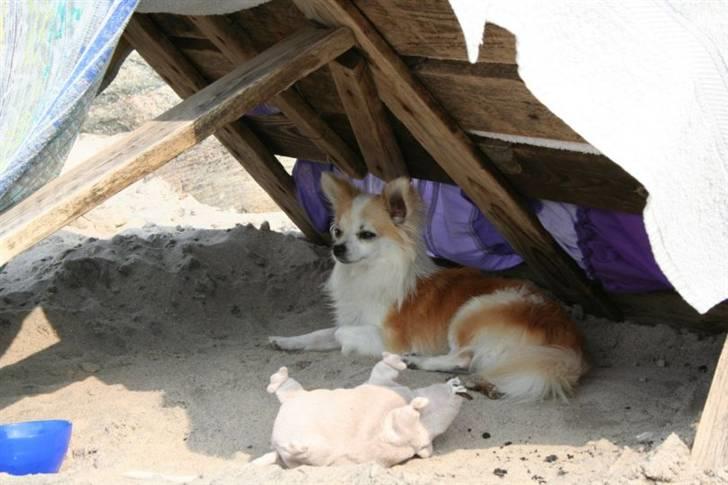 Chihuahua Tekken billede 4