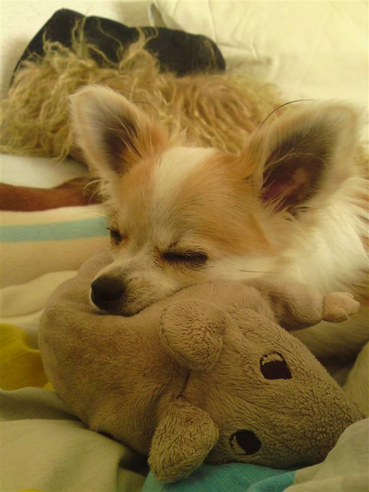 Chihuahua Tekken billede 5