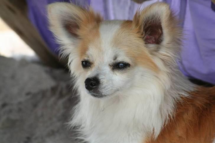 Chihuahua Tekken billede 6