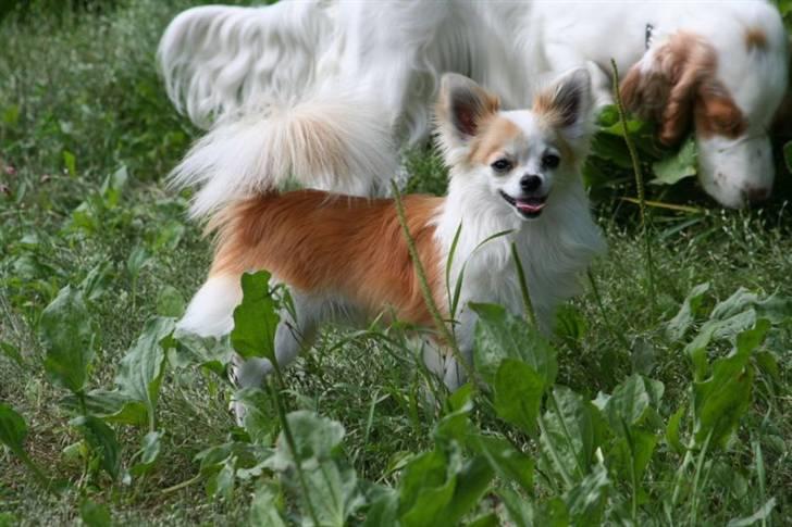 Chihuahua Tekken billede 7