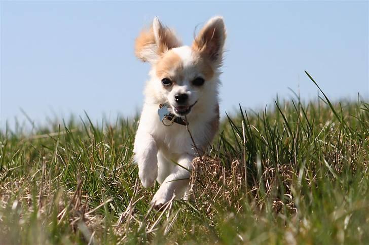 Chihuahua Tekken billede 8