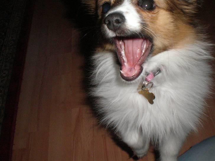 Papillon Aslan - JEG SPISER DIG billede 26