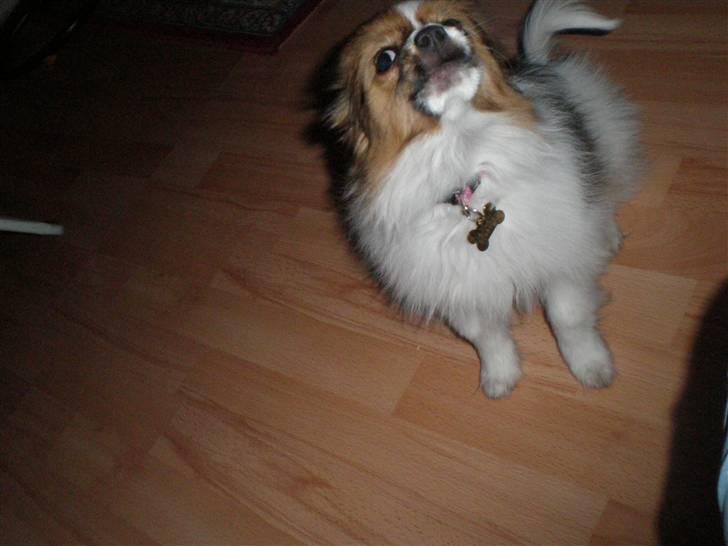 Papillon Aslan - Jeg er en farlig farlig tiger ;) billede 27