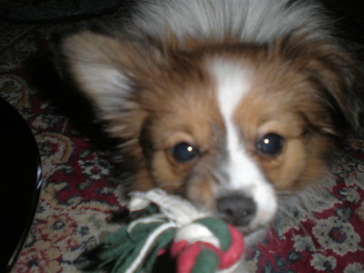 Papillon Aslan - Haps du ;) :P billede 28