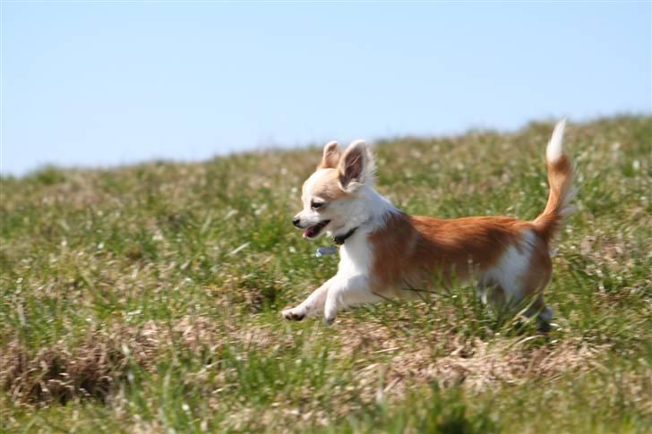 Chihuahua Tekken billede 9