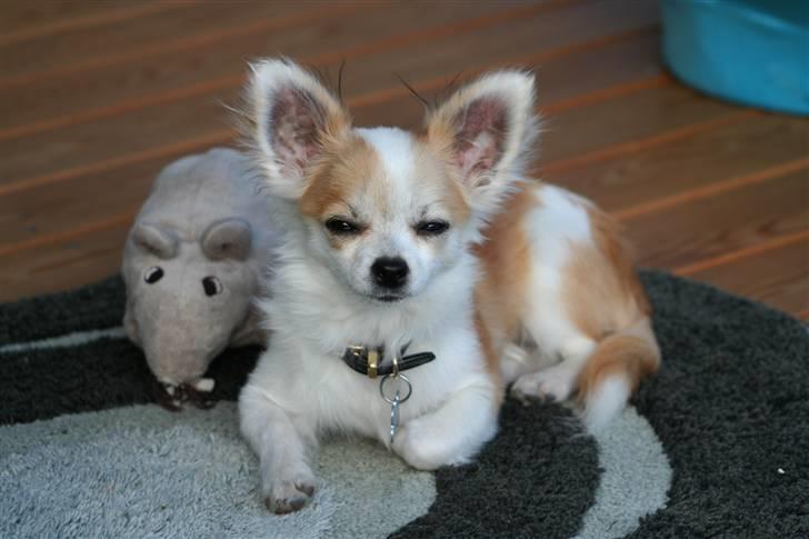 Chihuahua Tekken billede 10