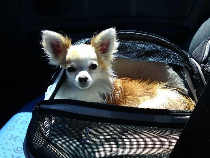 Chihuahua Tekken billede 11