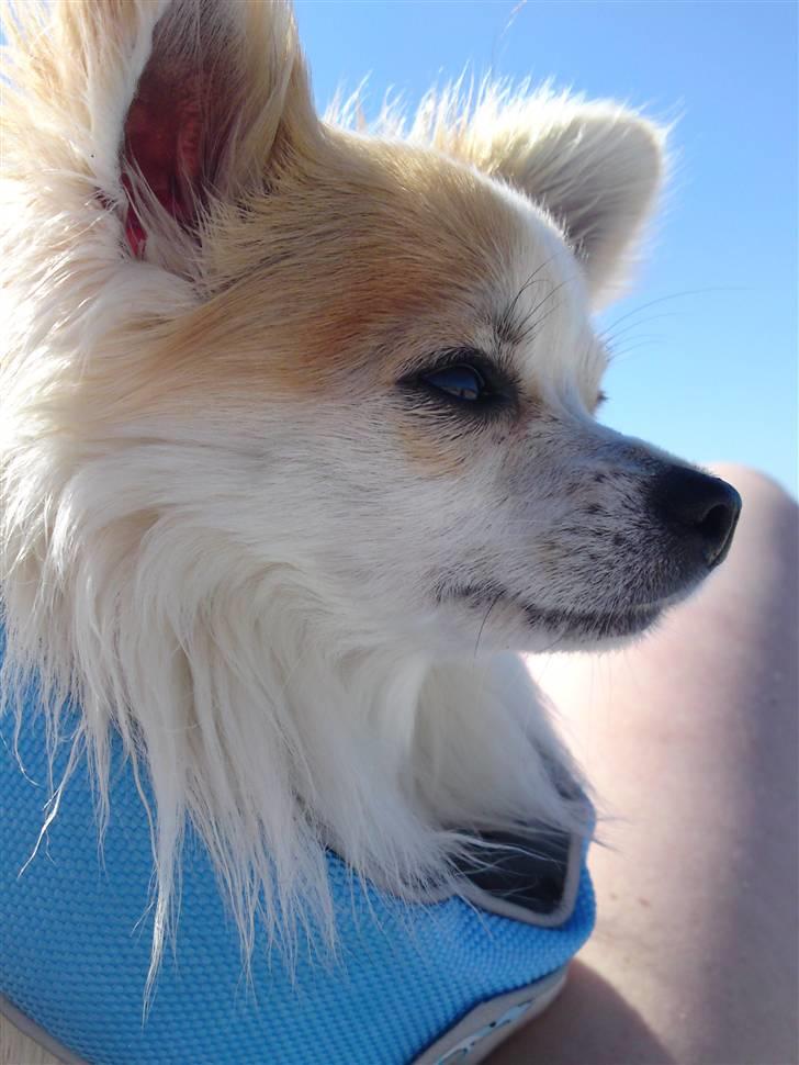 Chihuahua Tekken billede 12