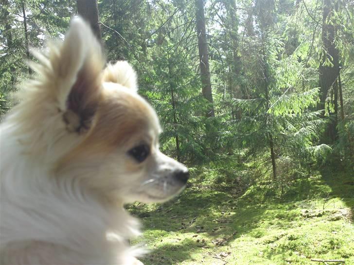 Chihuahua Tekken billede 13