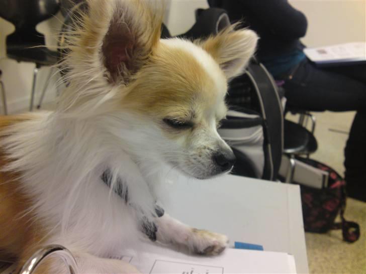 Chihuahua Tekken billede 14