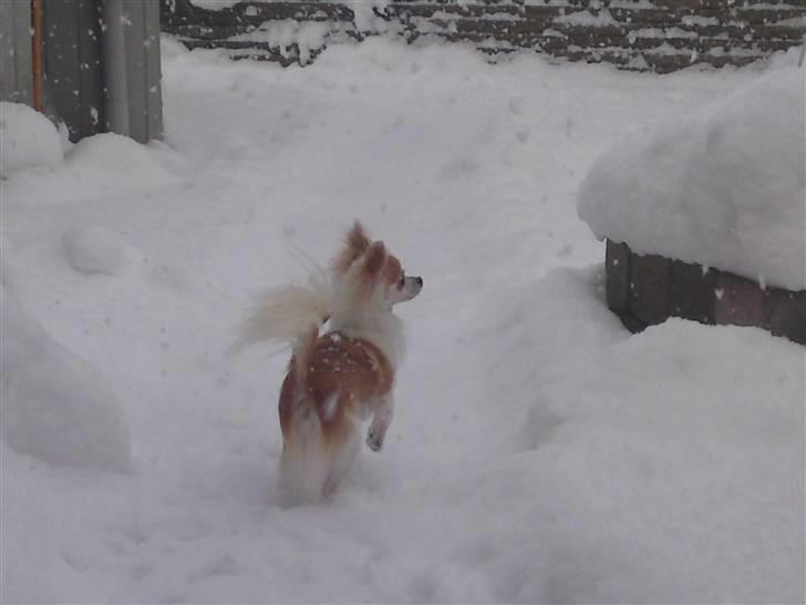 Chihuahua Tekken billede 15