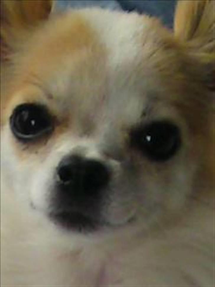 Chihuahua Tekken billede 16