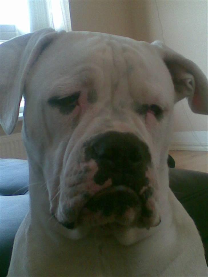 Amerikansk bulldog Tyson - jeg vil ik gå glip af noget , men jeg er såååå træt billede 20