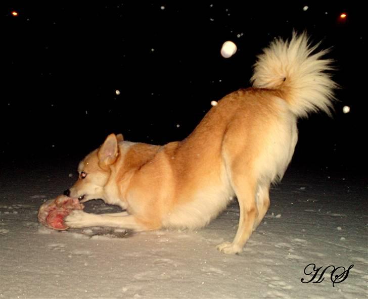 Islandsk fårehund Sasja billede 2