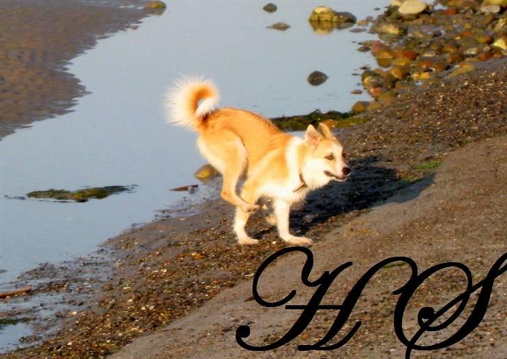 Islandsk fårehund Sasja billede 3