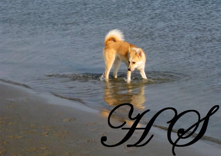 Islandsk fårehund Sasja billede 4