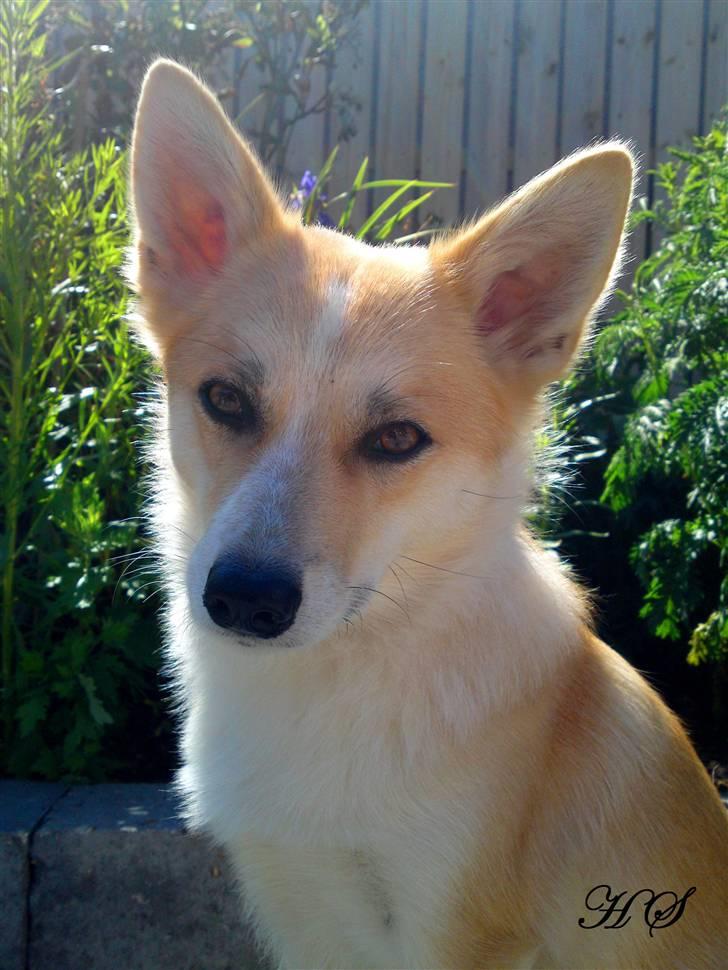 Islandsk fårehund Sasja billede 5