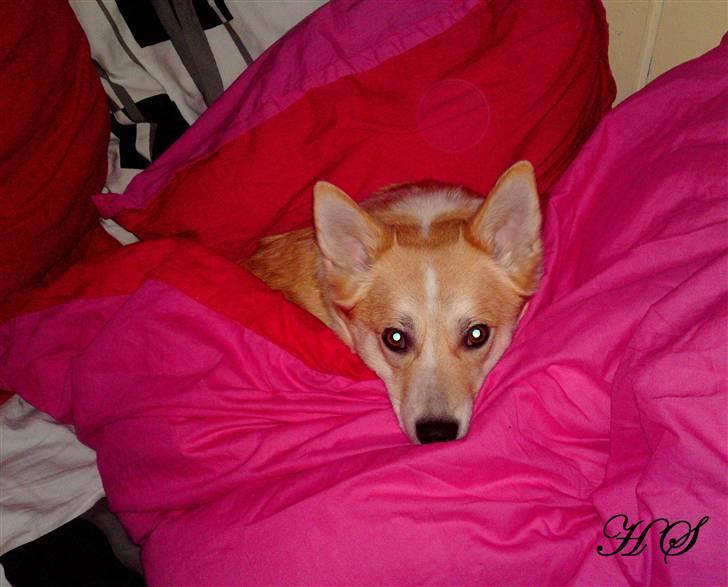 Islandsk fårehund Sasja billede 6