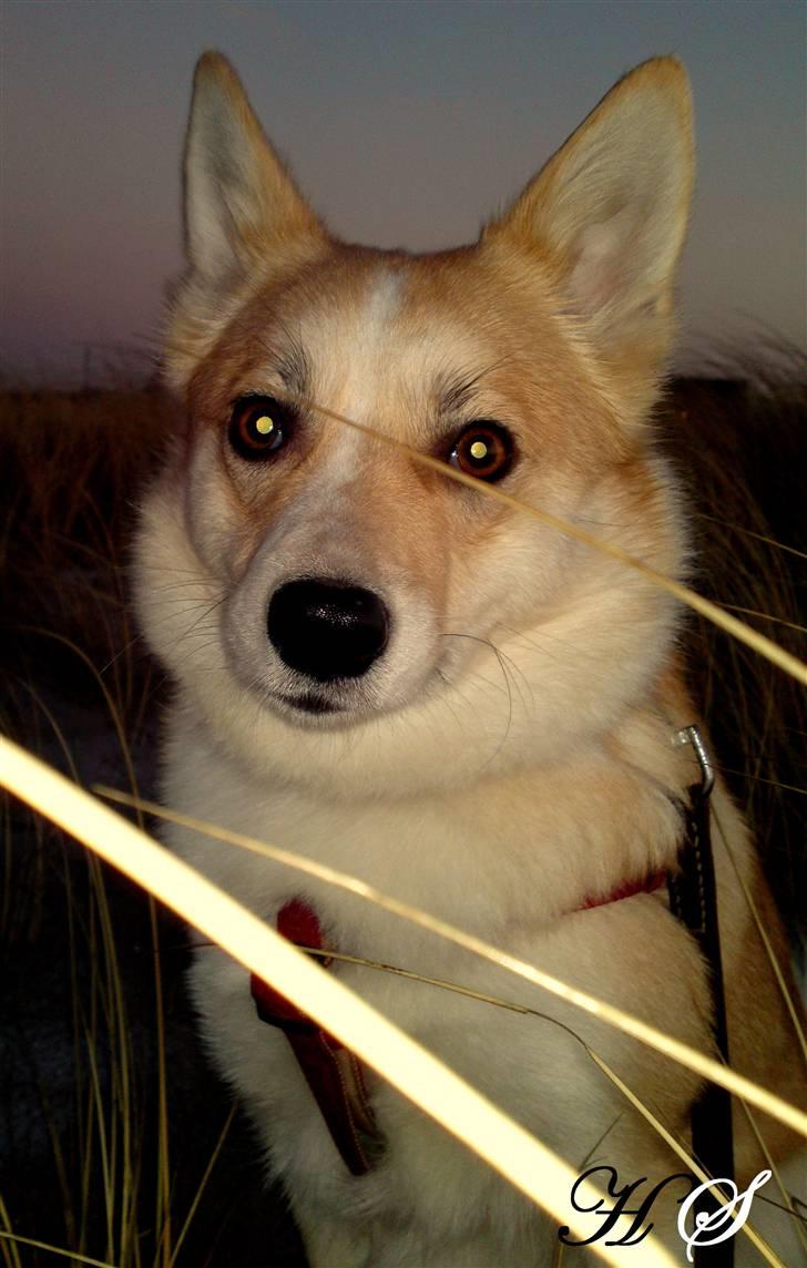 Islandsk fårehund Sasja billede 7