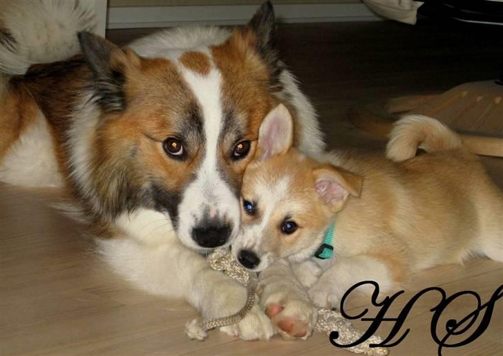 Islandsk fårehund Sasja billede 8