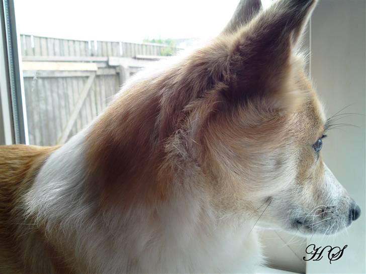 Islandsk fårehund Sasja billede 9