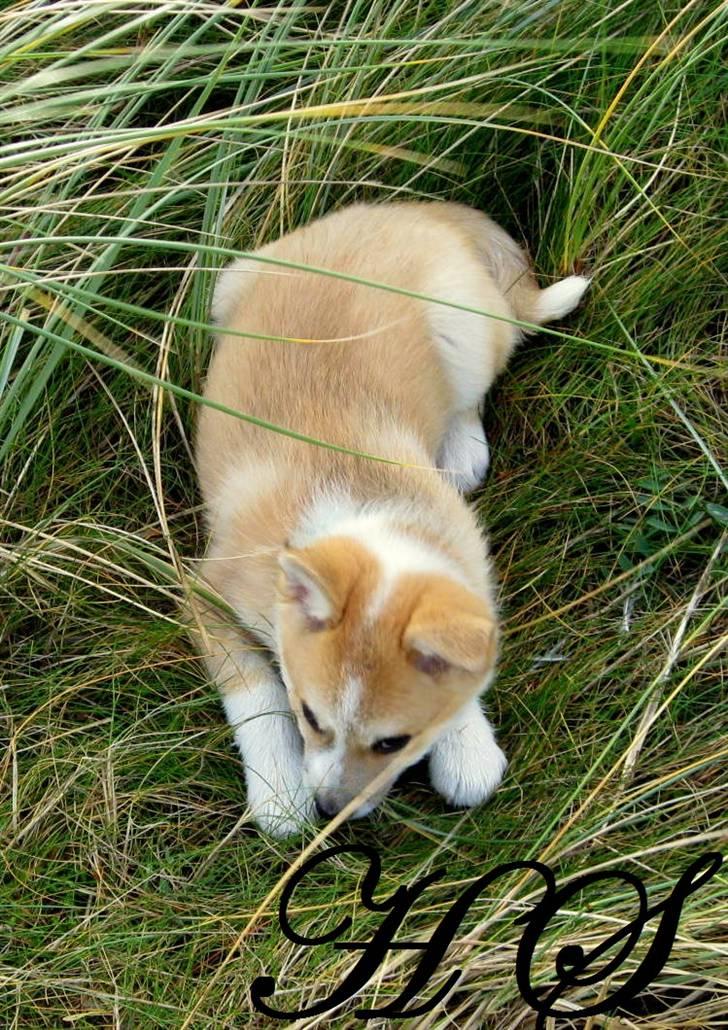 Islandsk fårehund Sasja billede 10