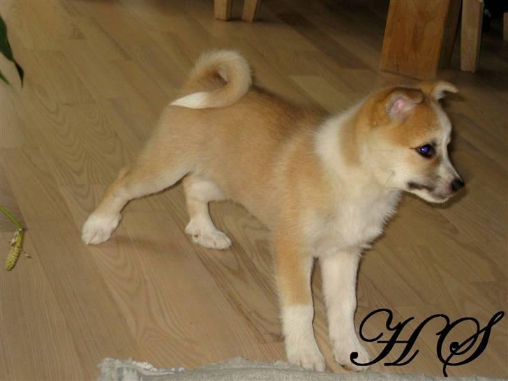 Islandsk fårehund Sasja billede 11