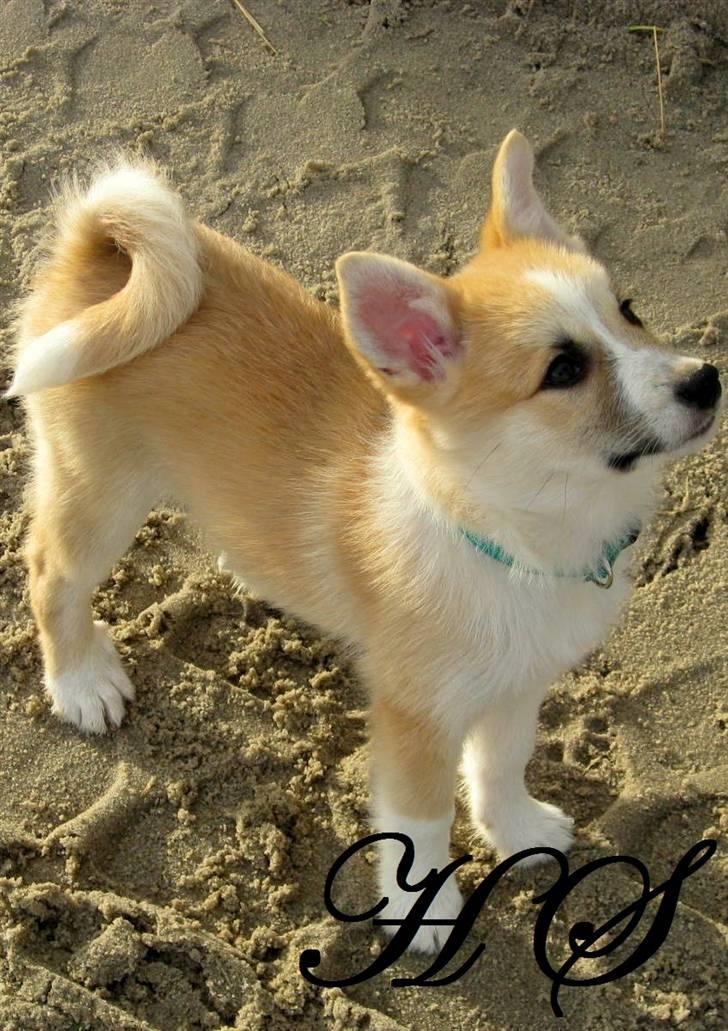 Islandsk fårehund Sasja billede 12