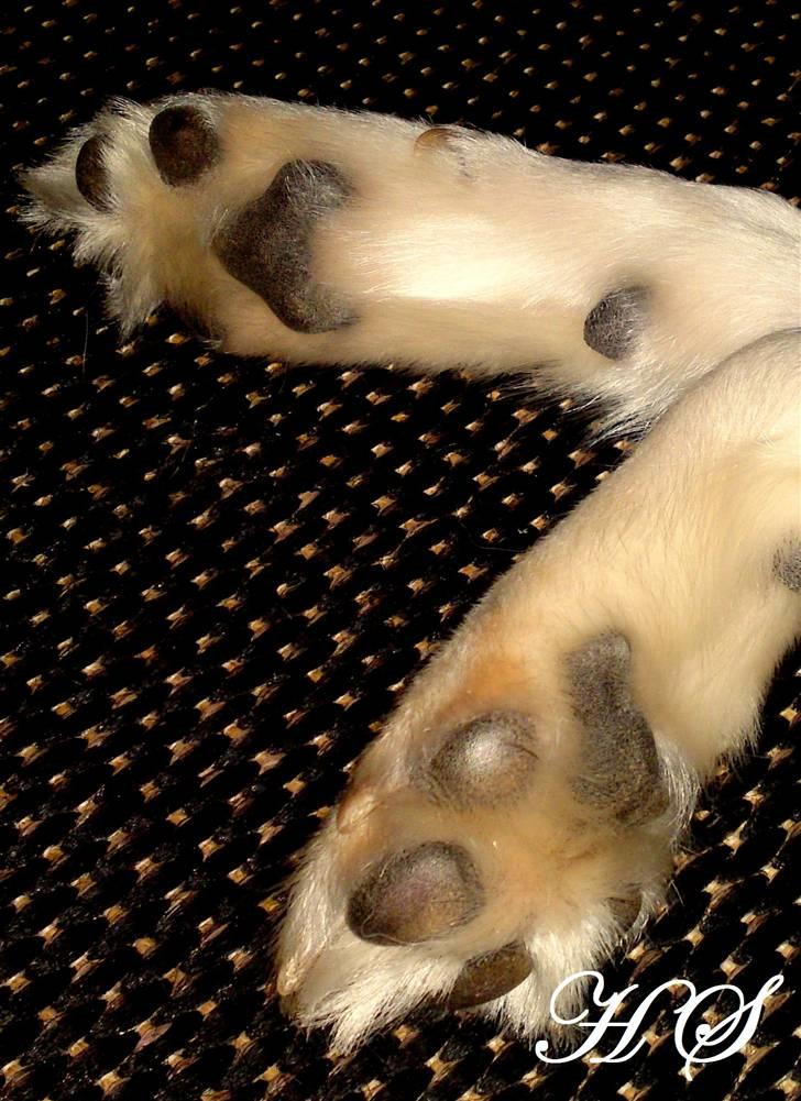 Islandsk fårehund Sasja billede 13