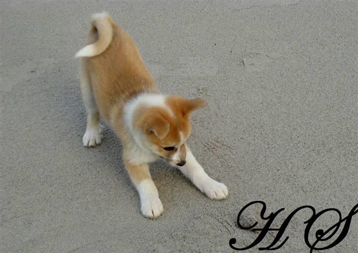 Islandsk fårehund Sasja billede 14