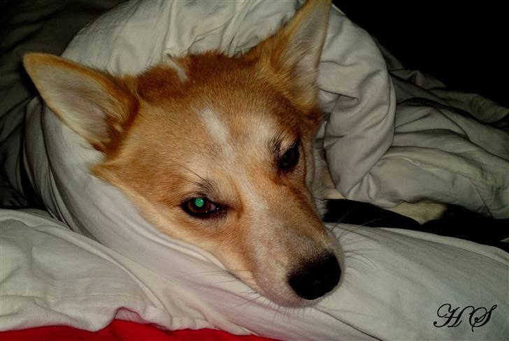 Islandsk fårehund Sasja billede 15