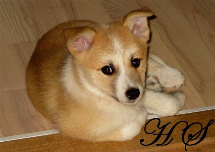 Islandsk fårehund Sasja billede 16