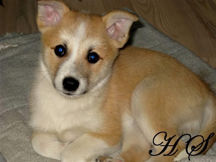 Islandsk fårehund Sasja billede 17