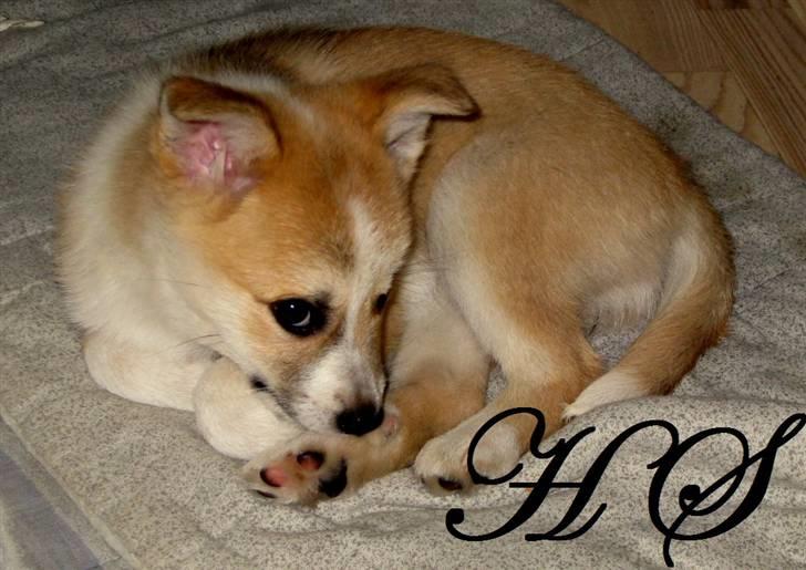 Islandsk fårehund Sasja billede 18