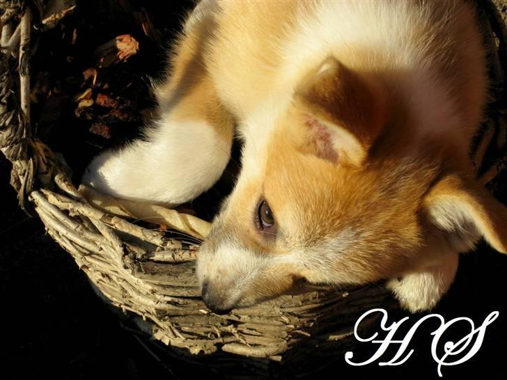 Islandsk fårehund Sasja billede 19