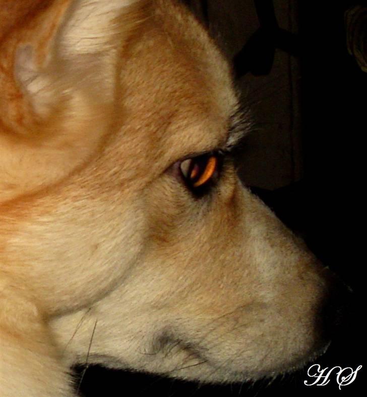 Islandsk fårehund Sasja billede 20