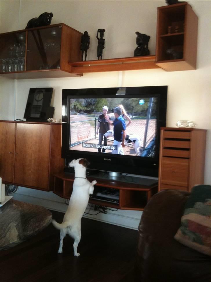 Jack russell terrier Manglekærvejen's Bella <3 - Tv-hunden :D billede 12
