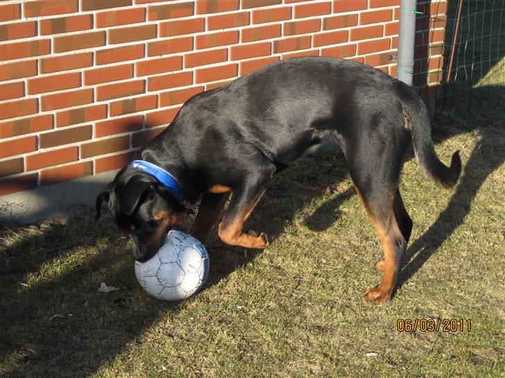 Rottweiler R.I.P Kato billede 9