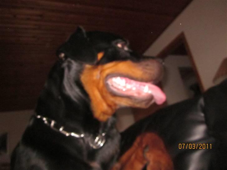 Rottweiler R.I.P Kato billede 10