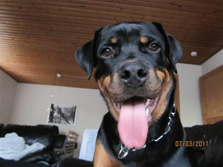Rottweiler R.I.P Kato billede 4