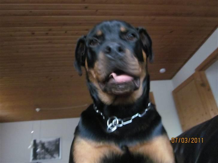 Rottweiler R.I.P Kato - vi er lige ved at gabe lidt :-) billede 11