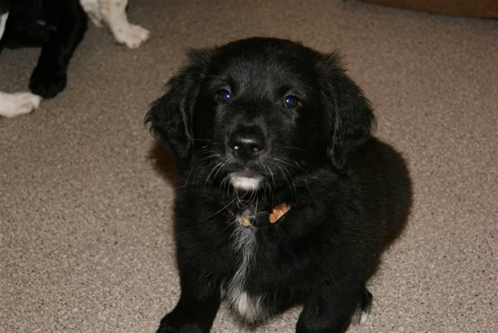 Blanding af racer Debbie billede 2