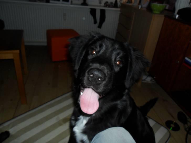 Blanding af racer Marley billede 1