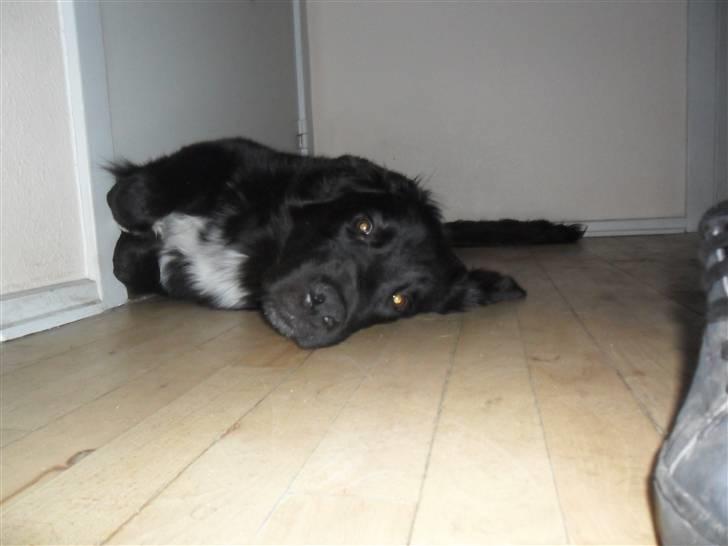 Blanding af racer Marley billede 2