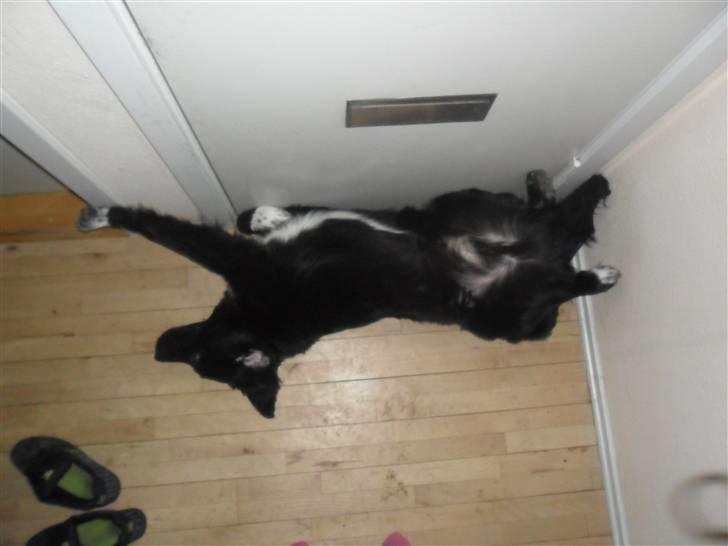 Blanding af racer Marley billede 3