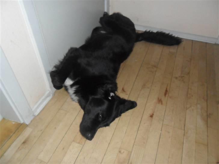 Blanding af racer Marley billede 4