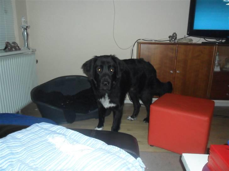 Blanding af racer Marley billede 5