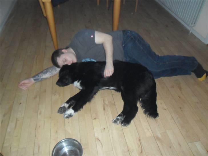 Blanding af racer Marley billede 6