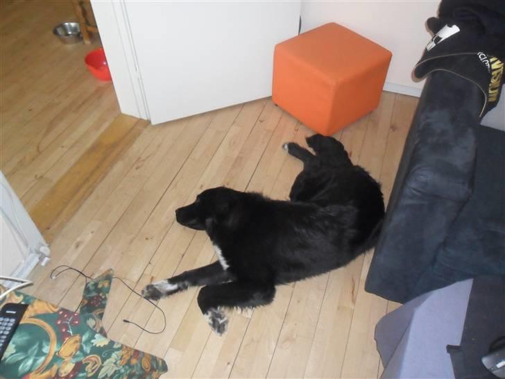 Blanding af racer Marley billede 7